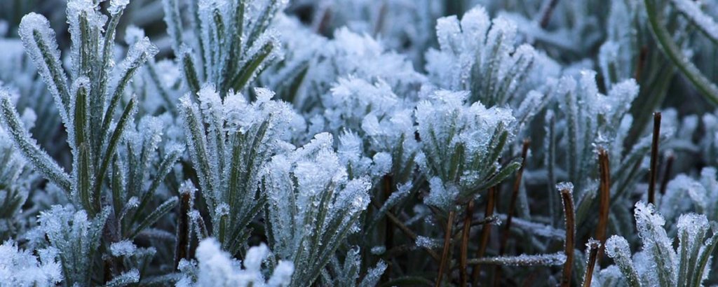 plantas en invierno