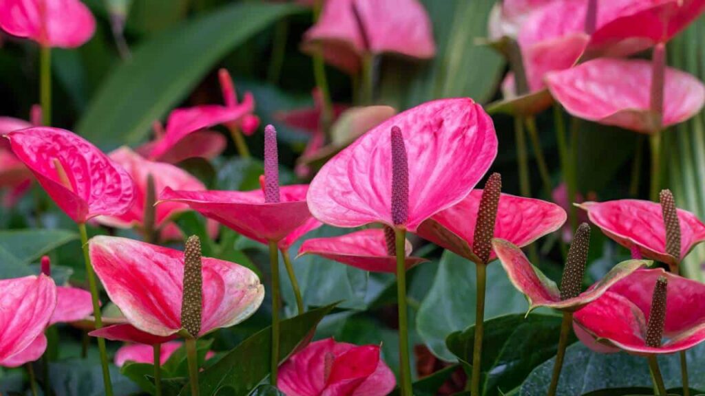 Anthurium