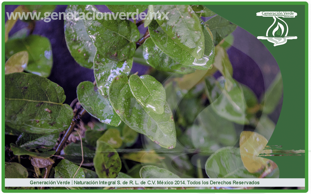 Ficus pumila (Moraceae)