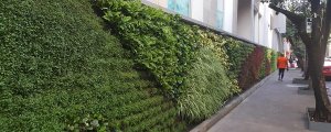Diseño y Construcción de Muros Verdes