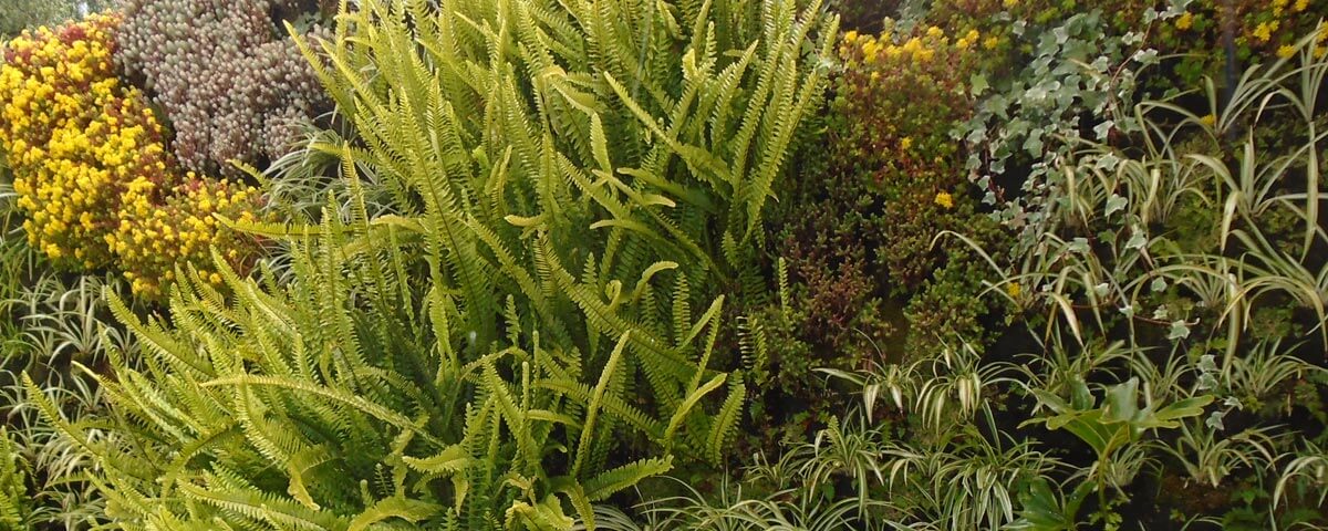 Cómo tener plantas en casa respetando el Medio Ambiente – Centro de  Educación Ambiental de El Retiro