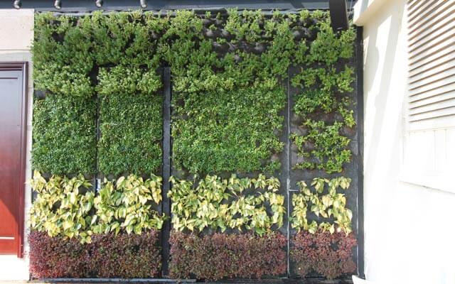 Muro Verde natural en puertas
