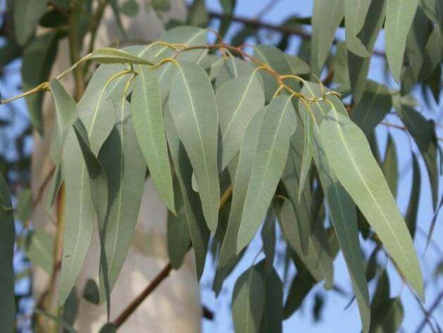 Eucalypto