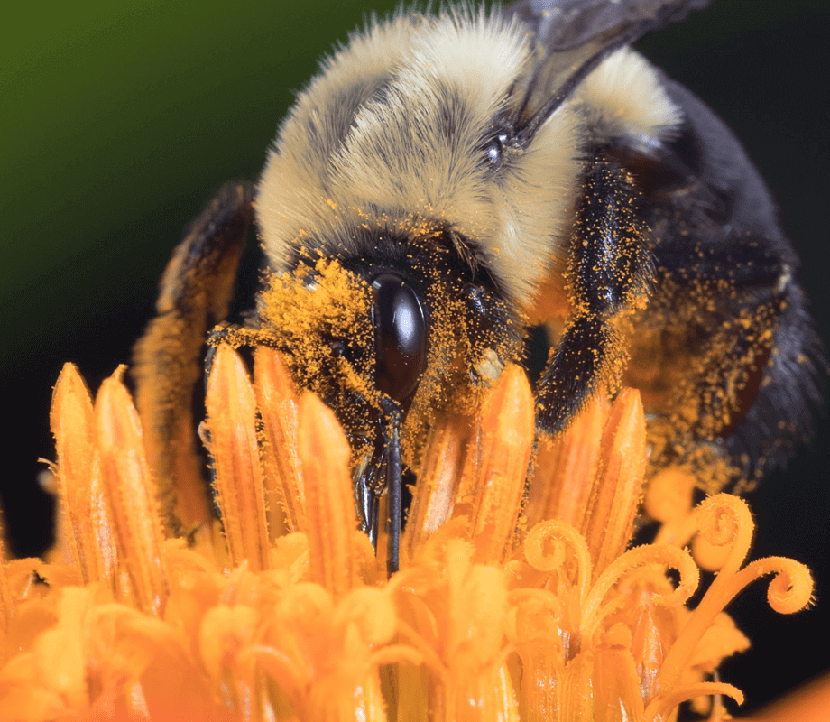 abeja polinizadora