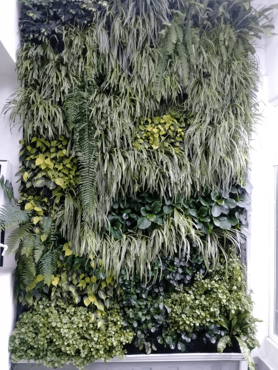 Muro Verde GV