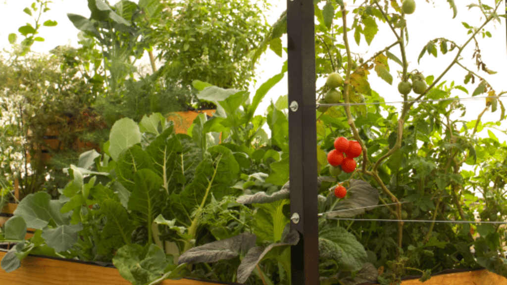 Nutrientes en el huerto