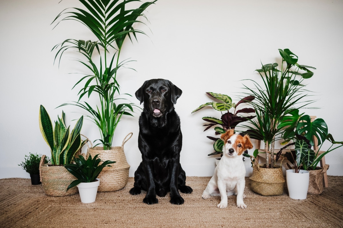 Plantas y mascotas