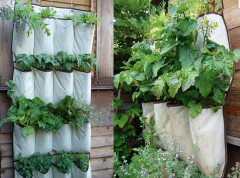 zapatera con plantas como muro verde