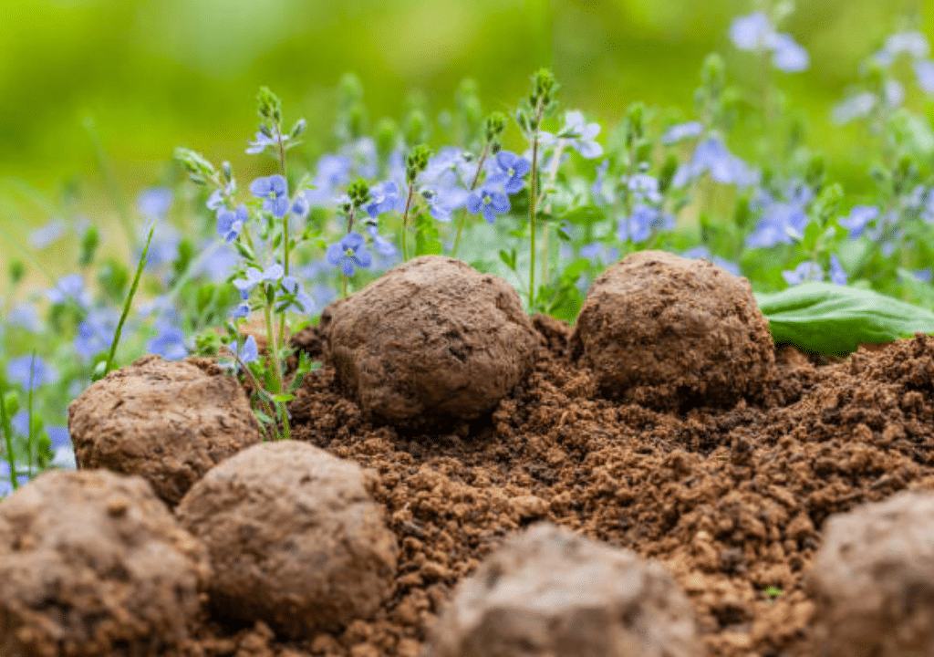 Cómo hacer bombas de semilla o nendo dango