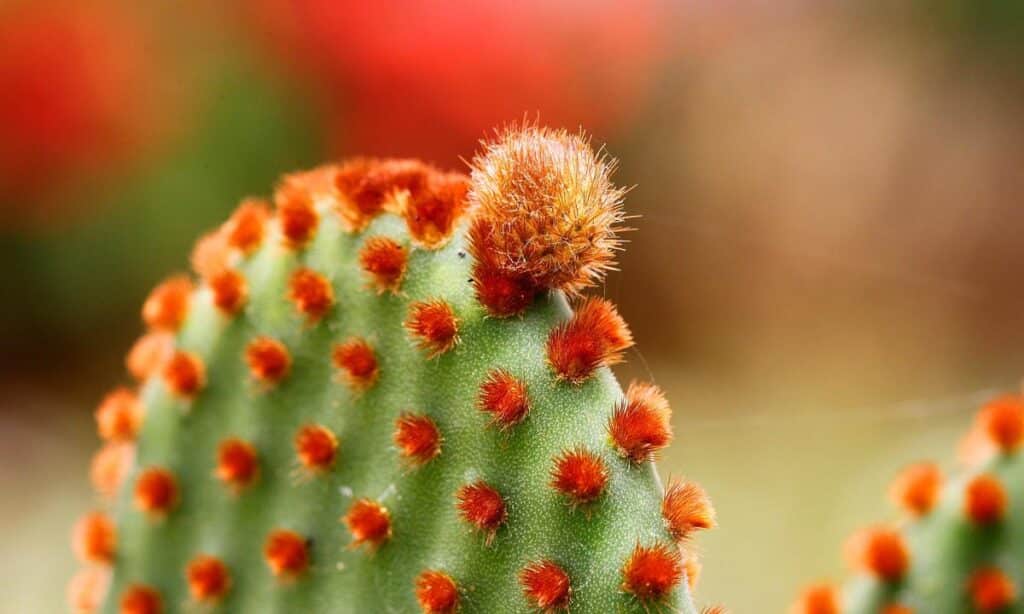 conserva a los cactus