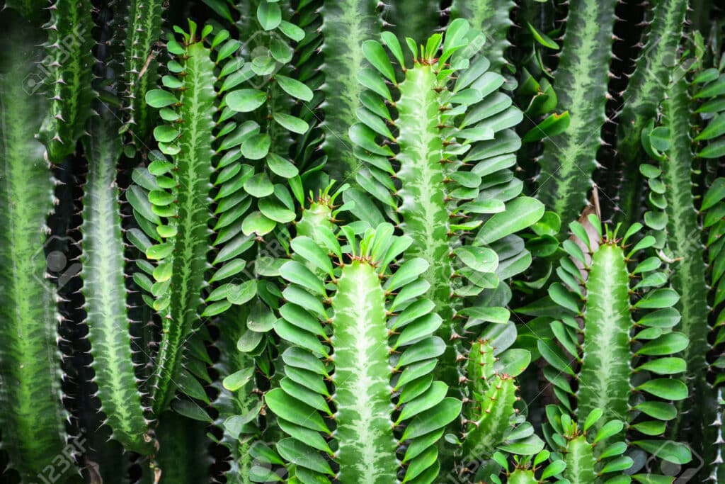 Especie de Cactus con hojas