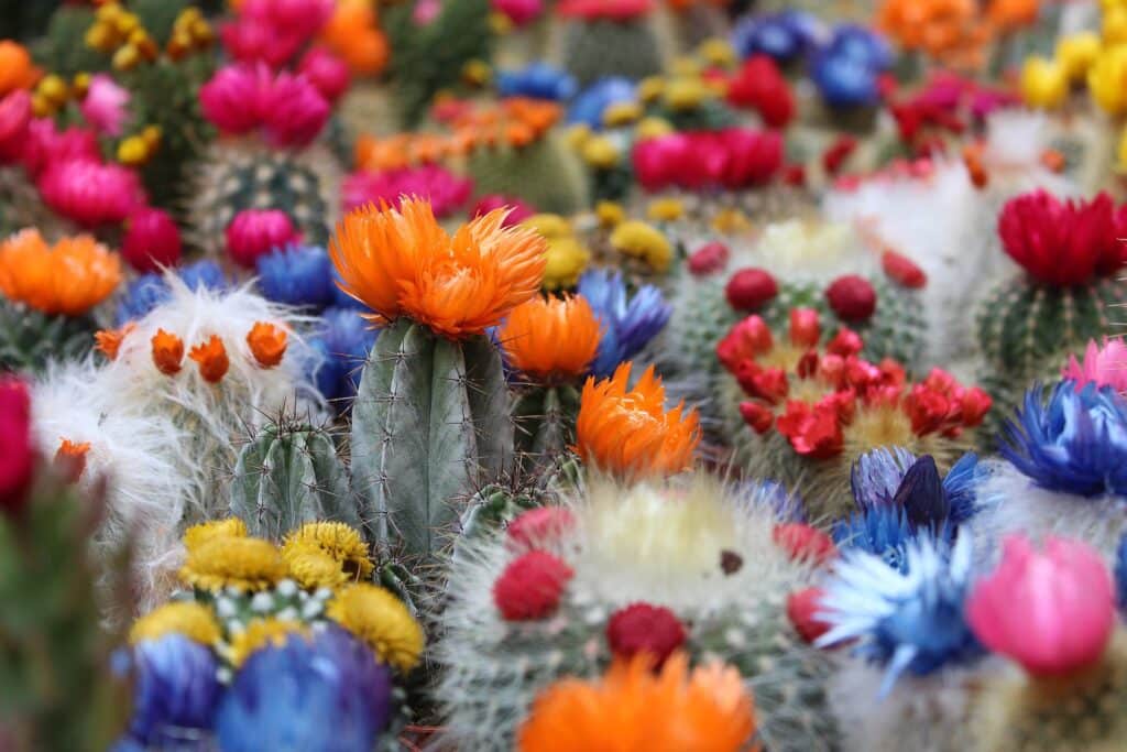 Distintos tipos de cactus