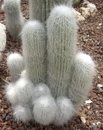 Cactus pitayo de abuelito