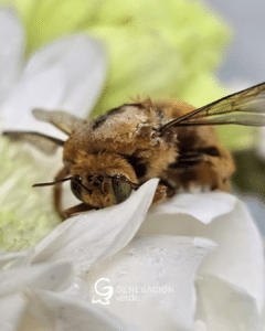 Abeja polinizando