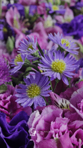 Flor Aster