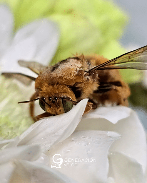 abeja polinizando