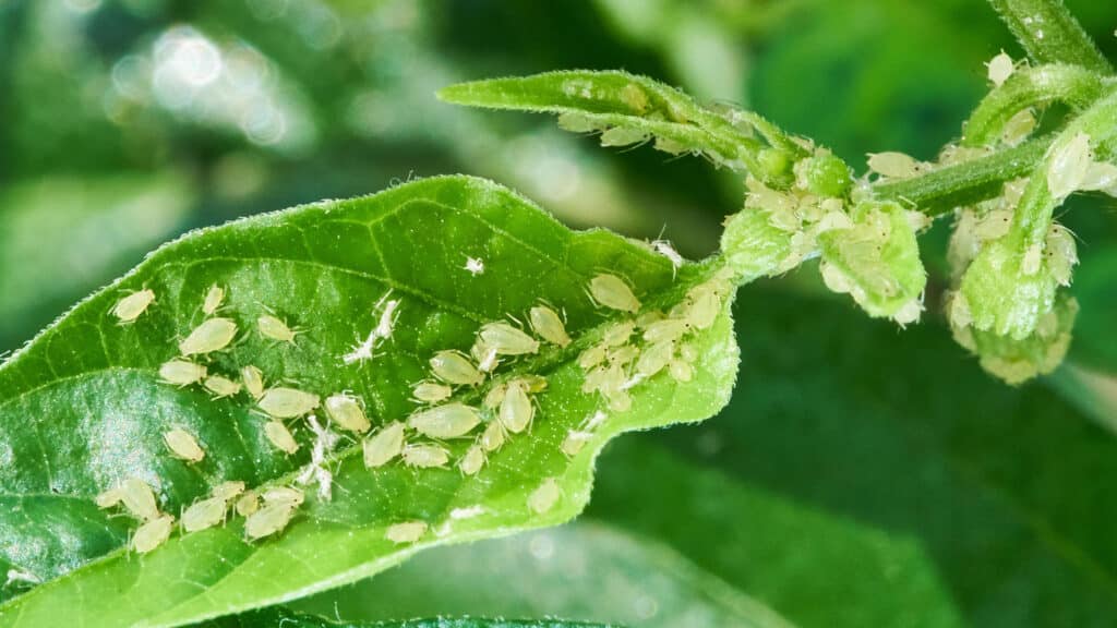 plaga en plantas