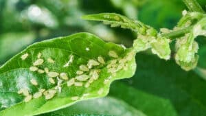 plaga en plantas