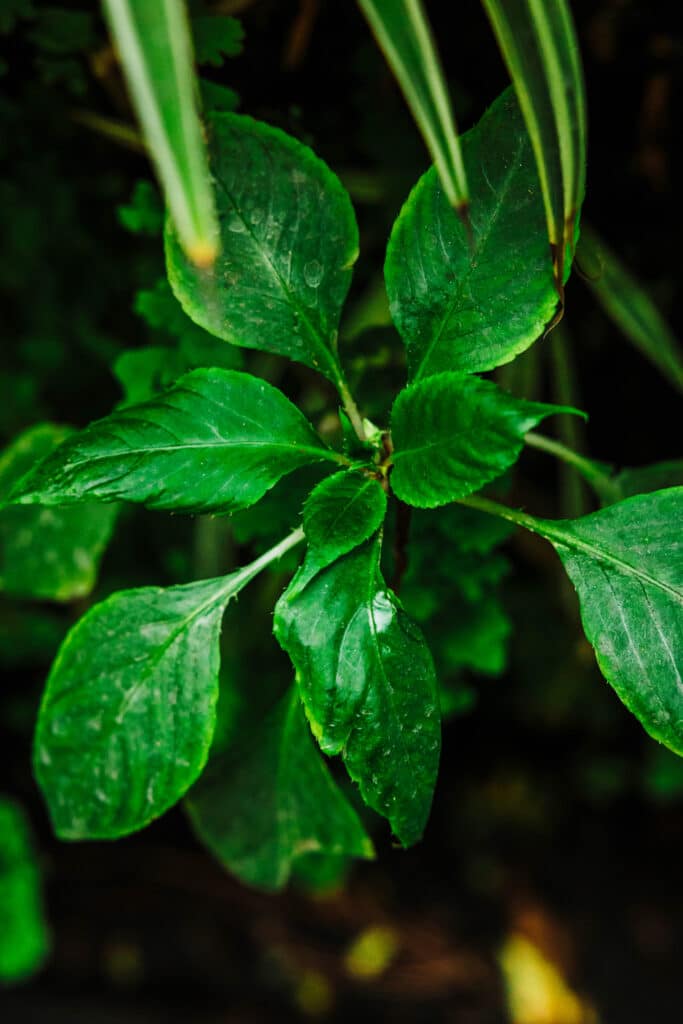 Planta en jardín vertical