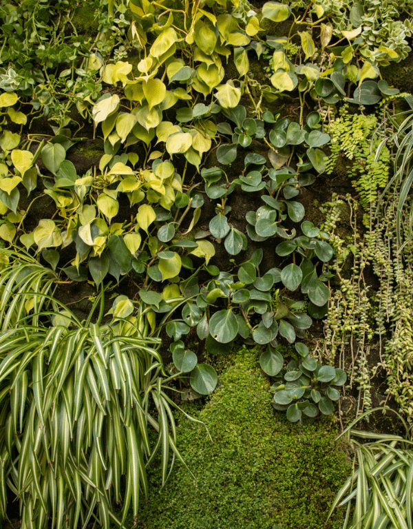 Las plantas pueden escuchar
