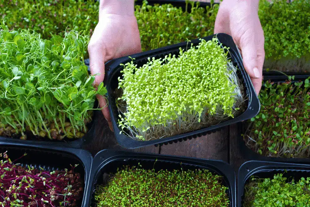 Microgreens