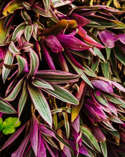 plantas bonitas