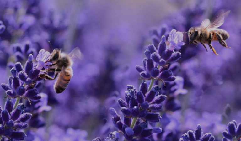 lavanda y abejas